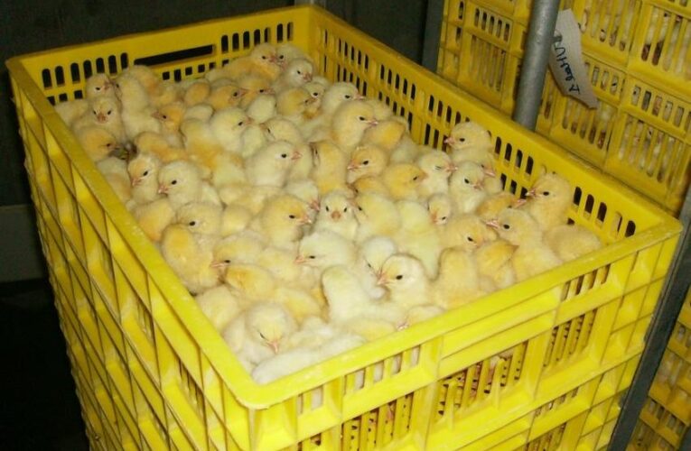 Smallholder farmers dominate broiler production