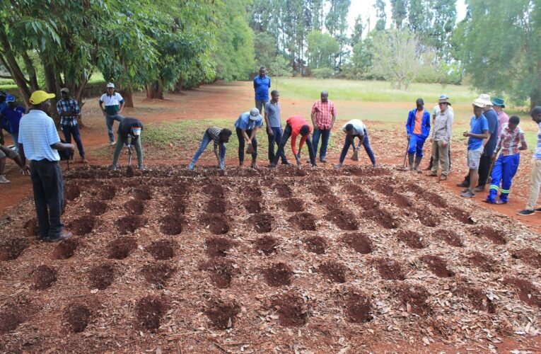 Midlands targets 400k tonnes of maize