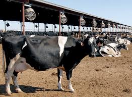 Dairy industry under threat