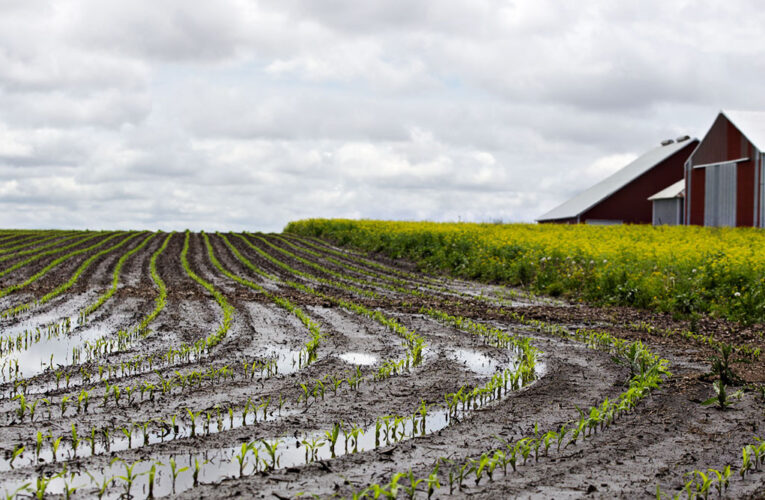 Government rehabilitates vandalised farms