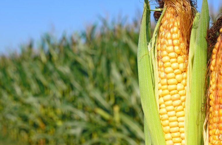 Maize harvest to hit 20-year high