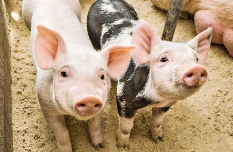 Piggery project changes lives