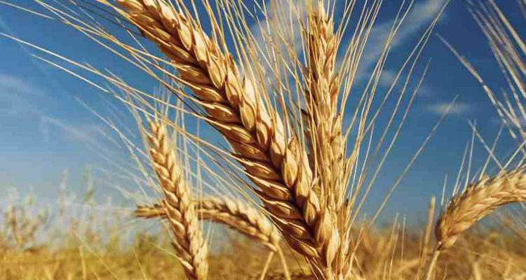 Govt sets target for winter wheat production