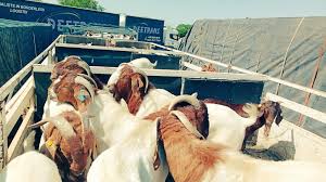 Essentials of buck selection, management in goat farming