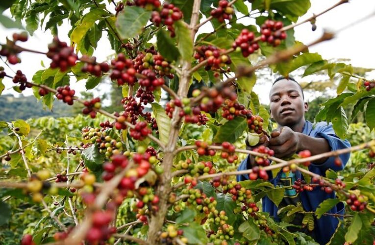 Local coffee production under threat