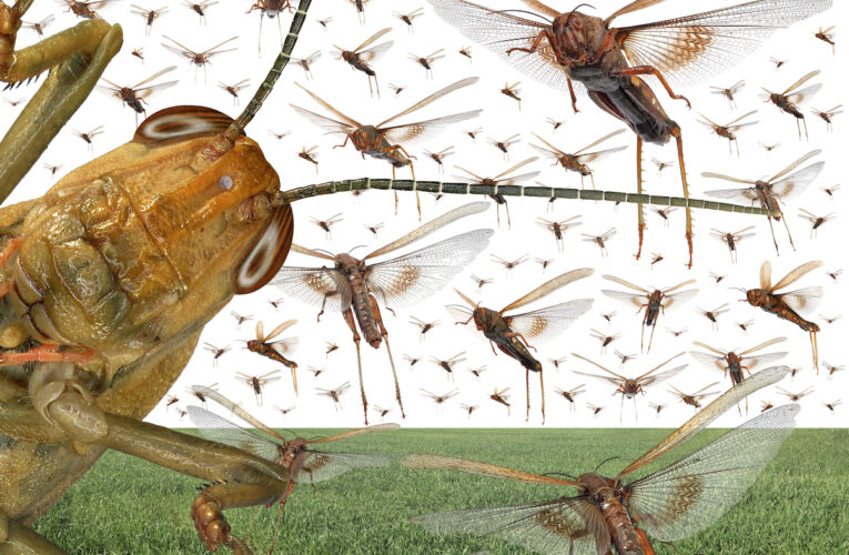 Migratory locusts threaten Sadc food security