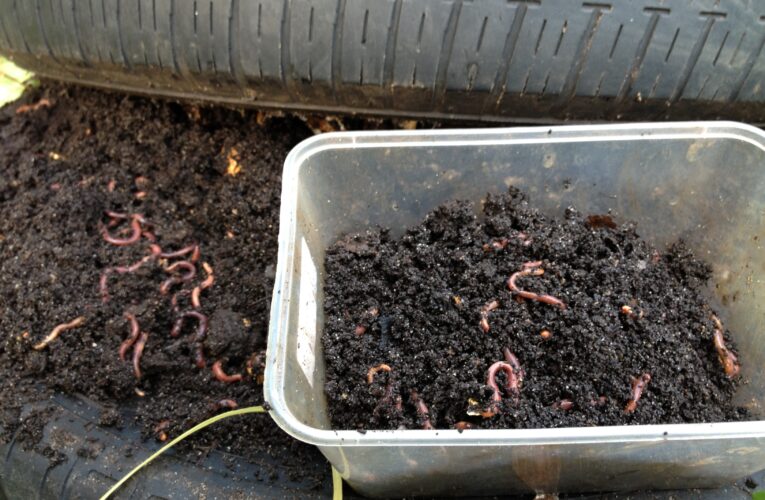 Earthworm farming could be the answer