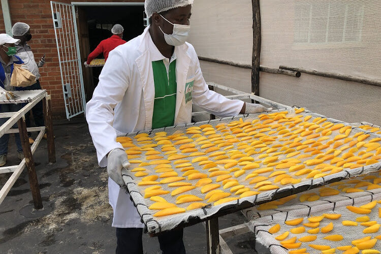 Zimbabwe’s too-productive mango growers look to the sun to boost incomes