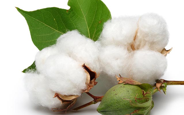 Govt to clamp down on cotton side marketers