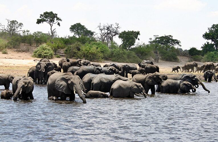 Over 160 elephants die in Zim as climate change exacerbates threat