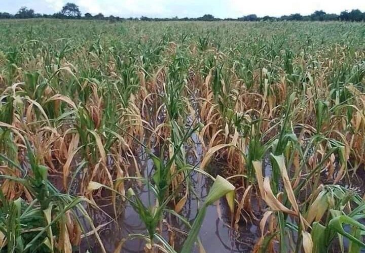 El Niño drives Zimbabwean millers to seek Brazilian corn
