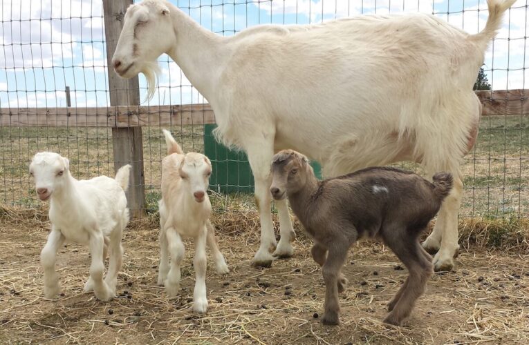 Breeding programme essentials for goats, sheep