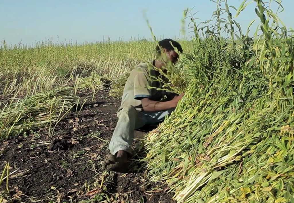 ARESS starts domestic sesame seed breeding