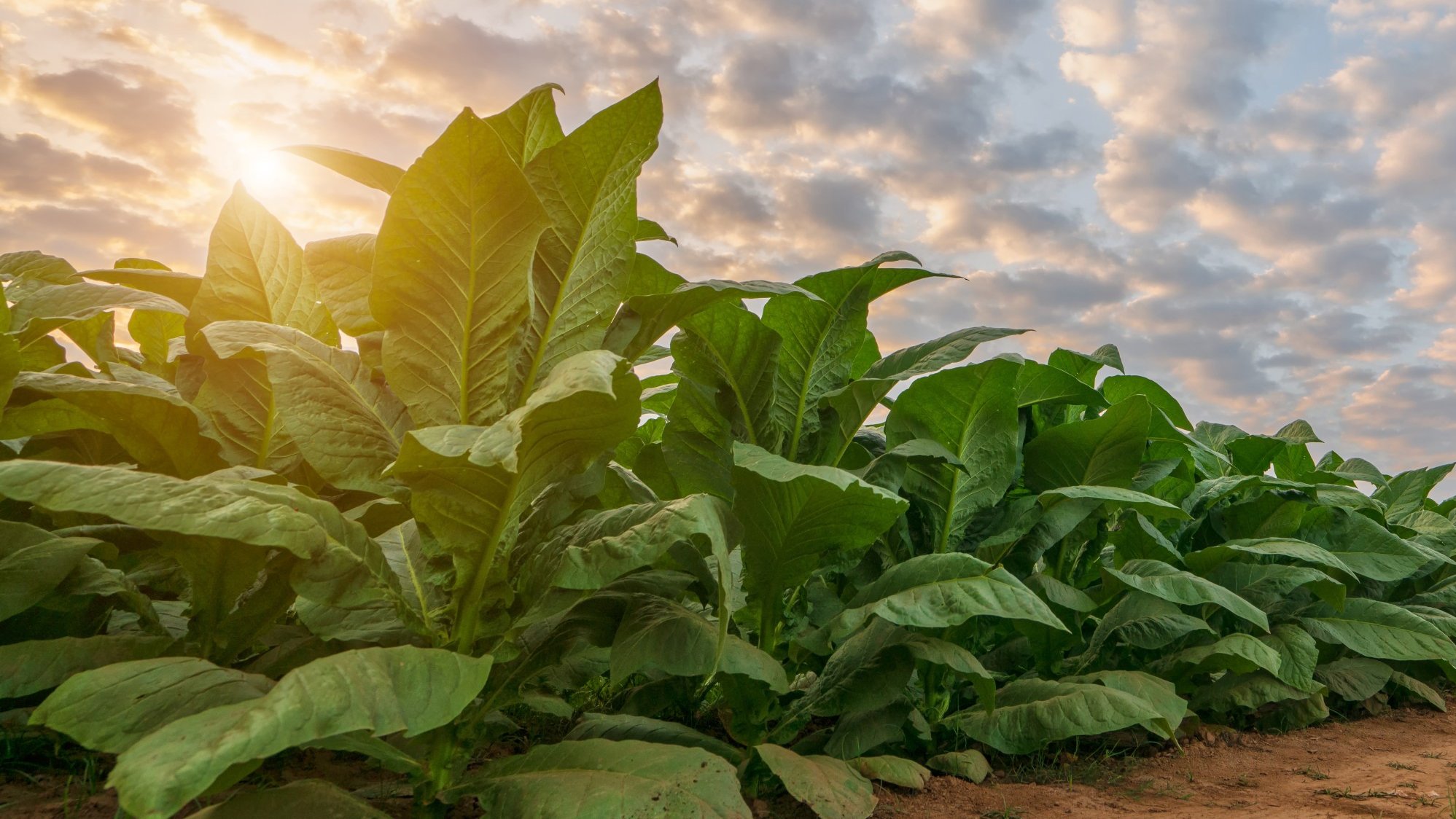 Tobacco exports hit US$1bn