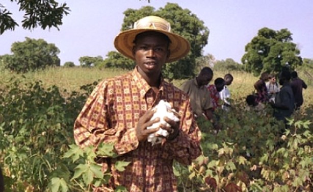 Cotton farmers receive 78pc seed for targeted hectarage