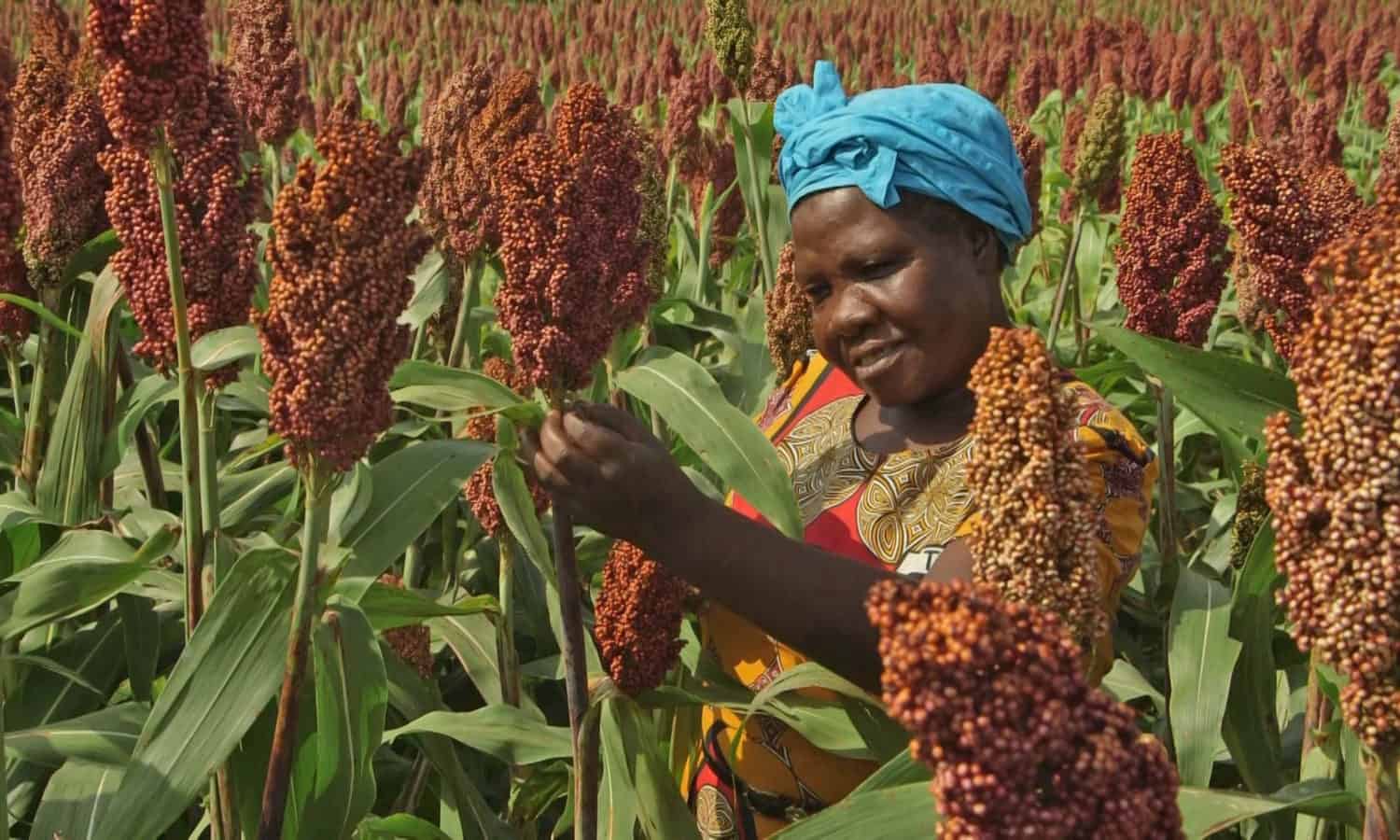 National sorghum production surpasses targeted hectarage