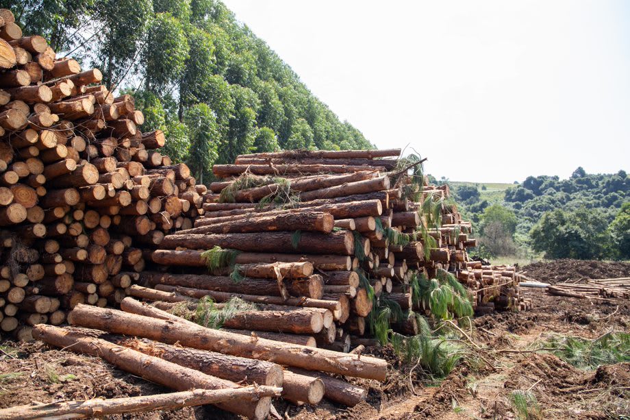 Timber revival to transform provincial economy